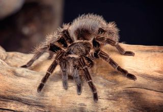 Obrázek z Pohlednice 3D 16cm  - tarantule (25) 